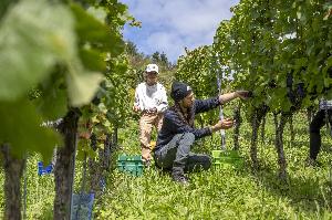 Gastarbeit im Weinberg: Weingut Makalié Müllheim